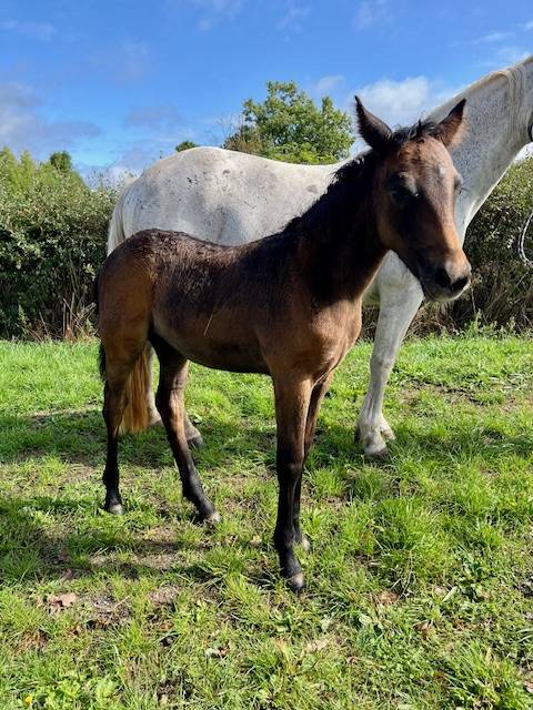 Draagmerrie Connemara Te koop 2013 Schimmel ,  CLEGGANBAY TOWER