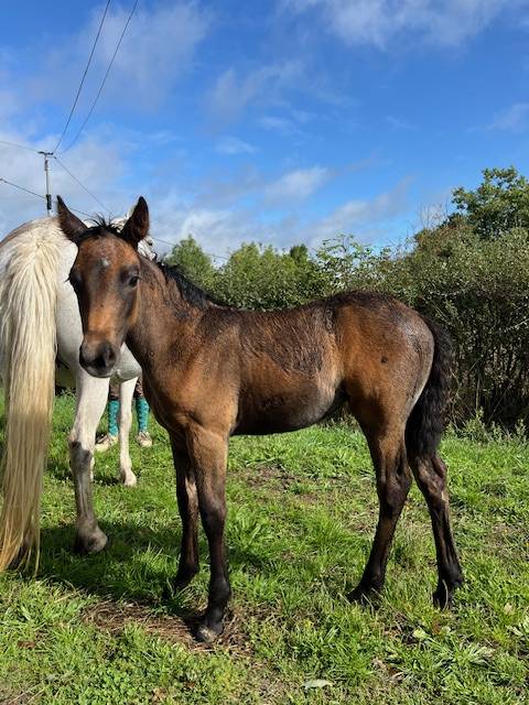 Draagmerrie Connemara Te koop 2013 Schimmel ,  CLEGGANBAY TOWER