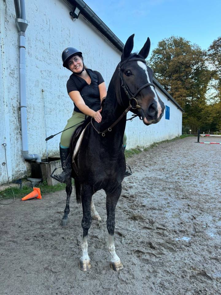 Ruin Selle Français Te koop 2020 Bruin / Bai ,  United sunheup