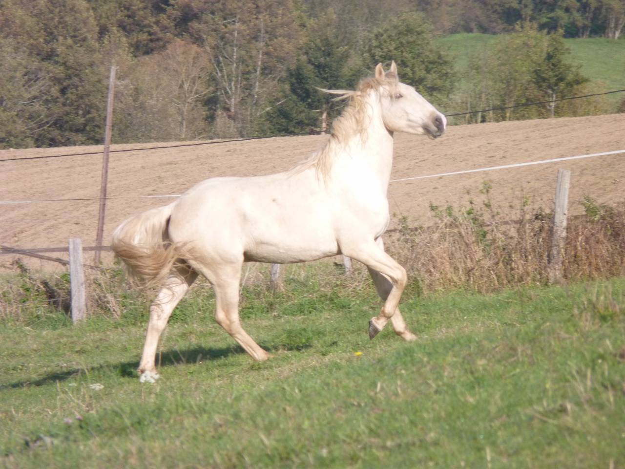 Hengst Lusitano Te koop 2022 Palomino ,  bosco fayettes