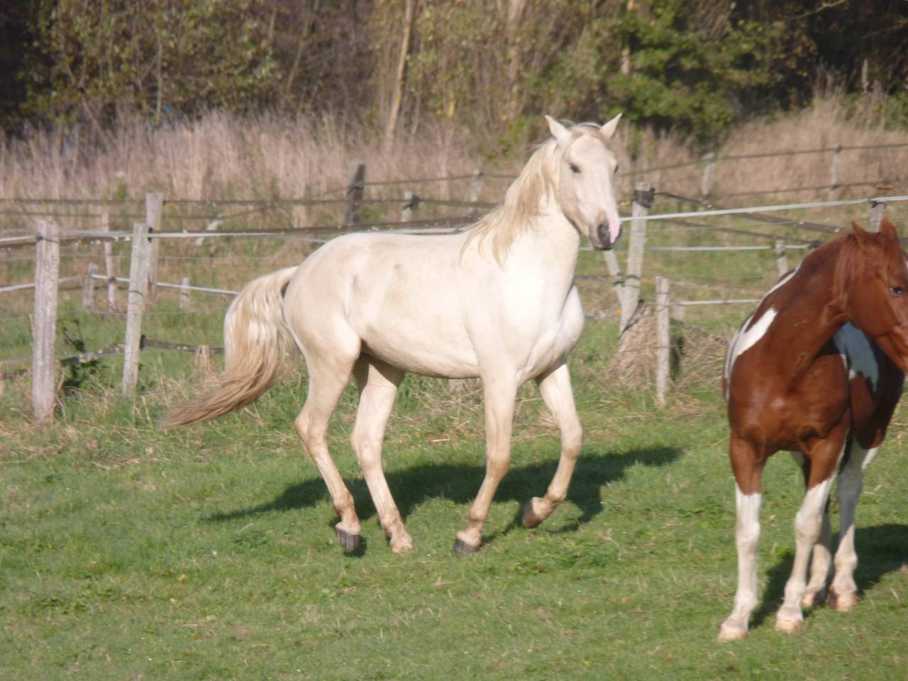 Hengst Lusitano Te koop 2022 Palomino ,  bosco fayettes