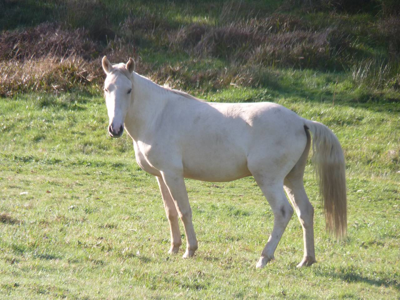 Hengst Lusitano Te koop 2022 Palomino ,  bosco fayettes
