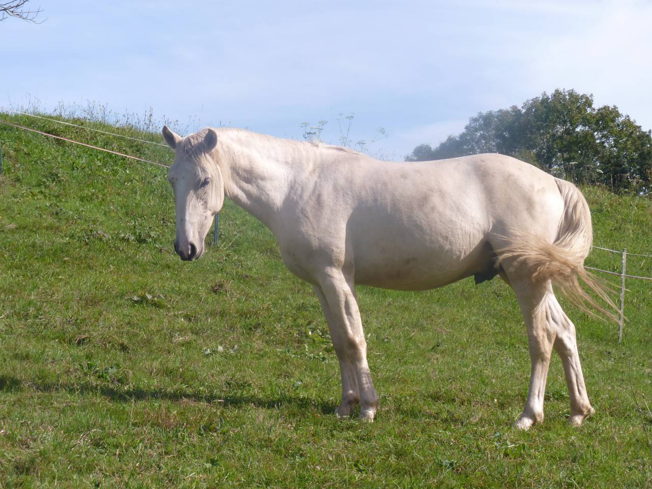 Hengst Lusitano Te koop 2022 Palomino ,  bosco fayettes