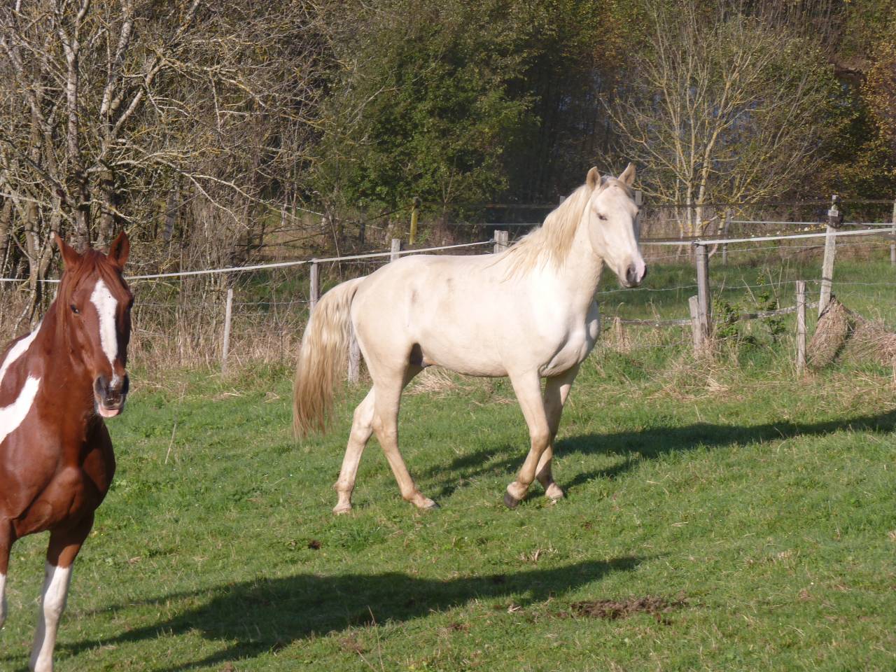Hengst Lusitano Te koop 2022 Palomino ,  bosco fayettes