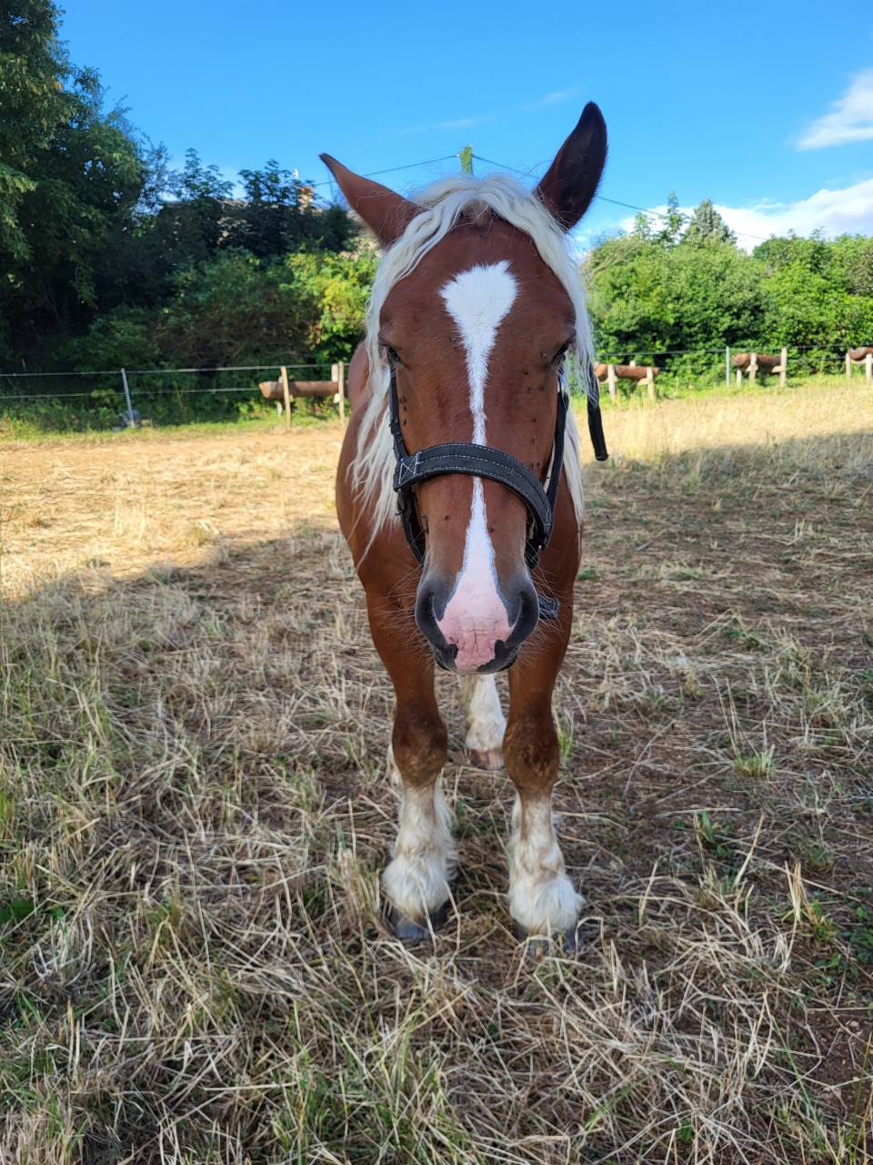 Dekhengst Comtois Trekpaard Te koop 2023 Vos