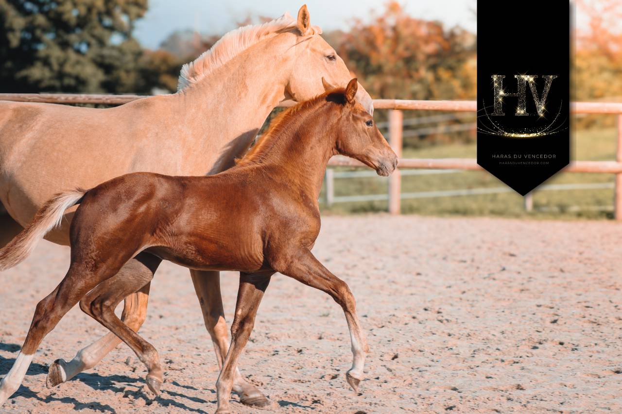 Veulen (vr) KWPN Nederlands sportpaard Te koop 2025 Koffie vos ,  VITALIS