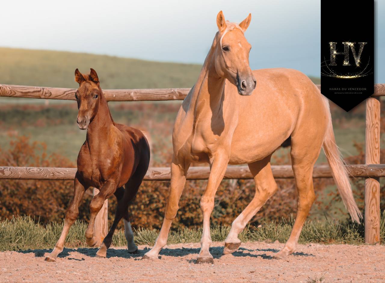 Veulen (vr) KWPN Nederlands sportpaard Te koop 2025 Koffie vos ,  VITALIS