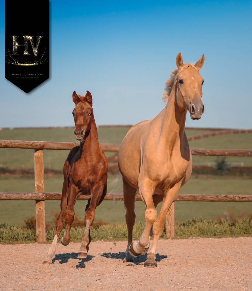 Veulen (vr) KWPN Nederlands sportpaard Te koop 2025 Koffie vos ,  VITALIS