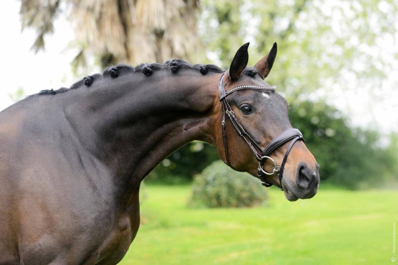 Merrie Württemberger  Te koop 2018 Bruin / Bai