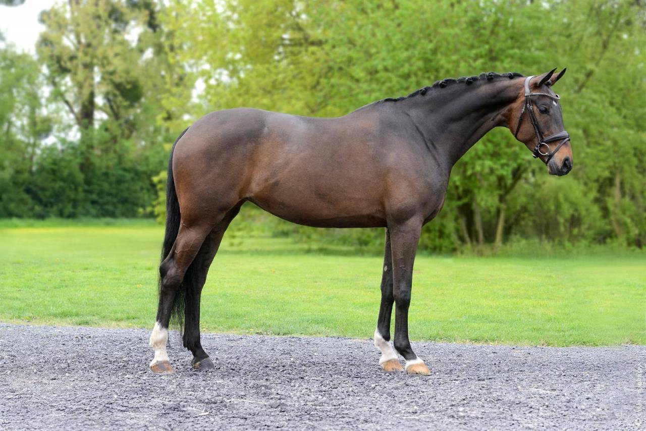 Merrie Württemberger  Te koop 2018 Bruin / Bai