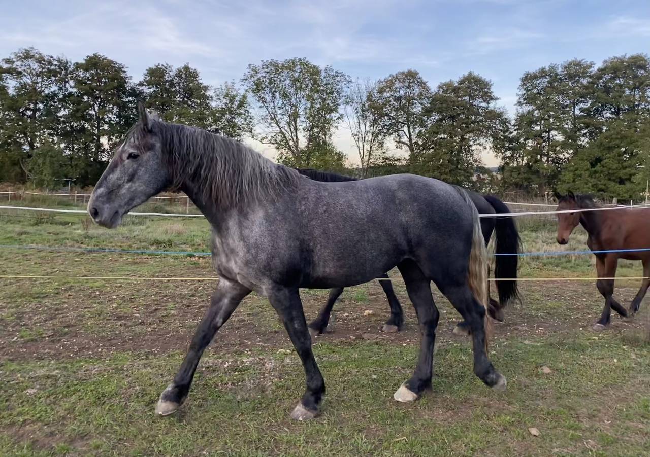 Merrie Arabo Fries Te koop 2023 Schimmel