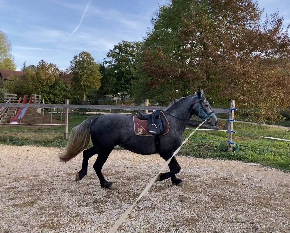 Merrie Arabo Fries Te koop 2023 Schimmel