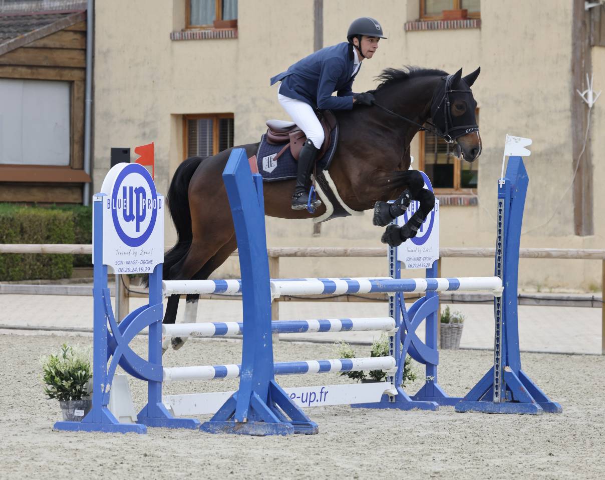 Ruin Selle Français Te koop 2018 Bruin / Bai ,  CASALL