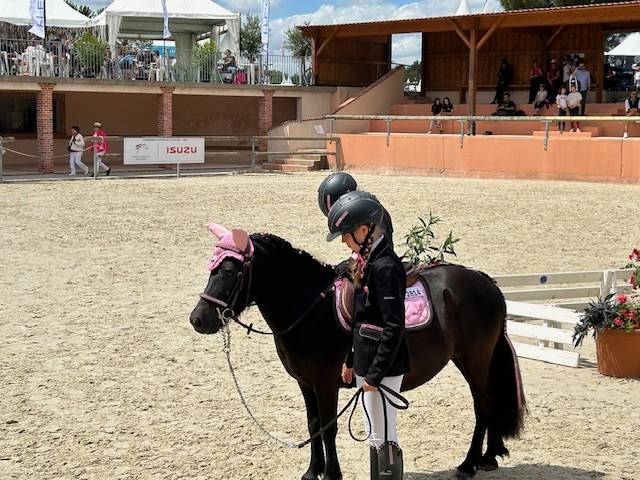 Merrie Shetland Te koop 2019 Bruin / Bai