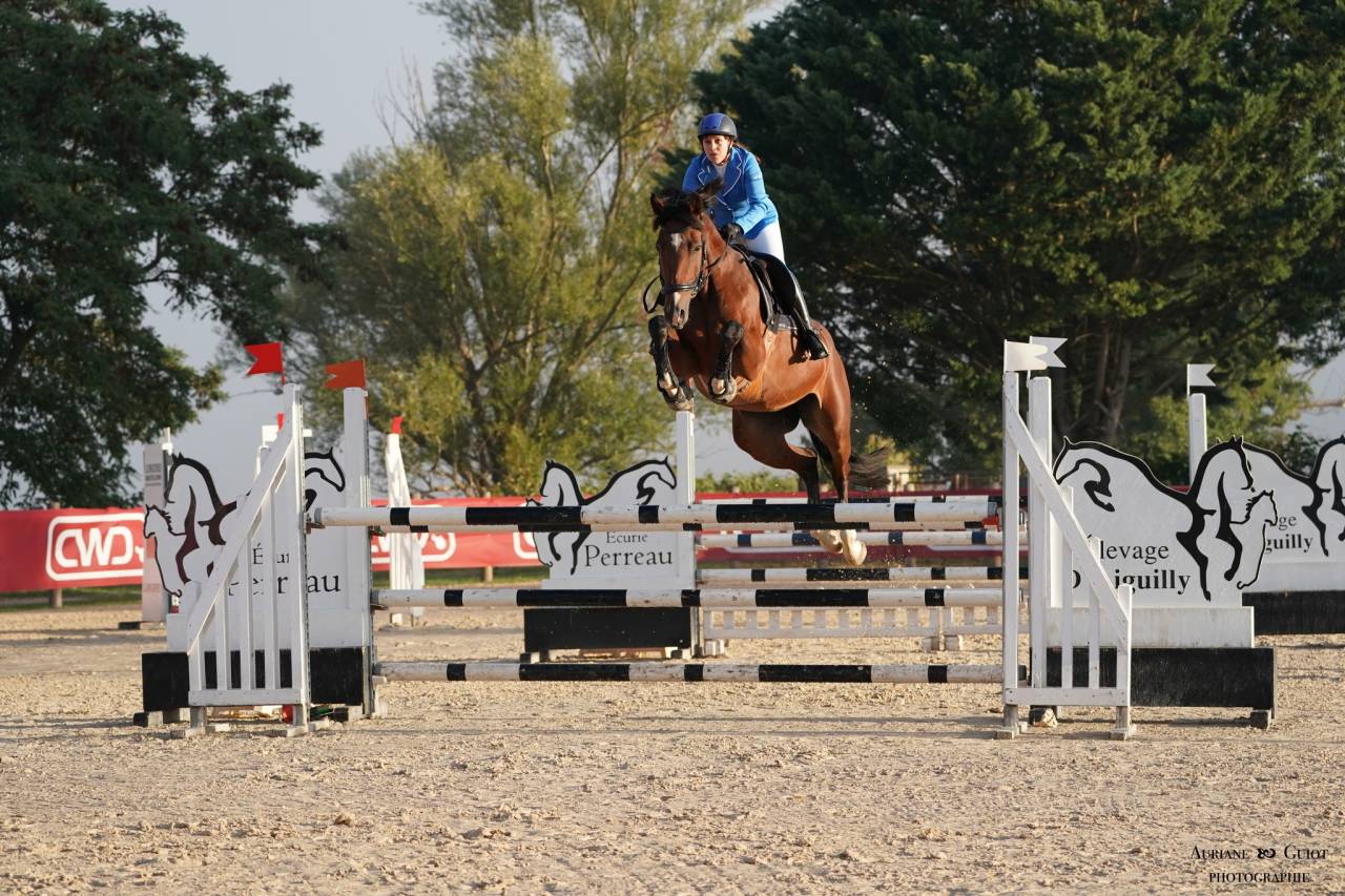 Merrie KWPN Nederlands sportpaard Te koop 2018 Donker bruin / bai ,  Lyjanero