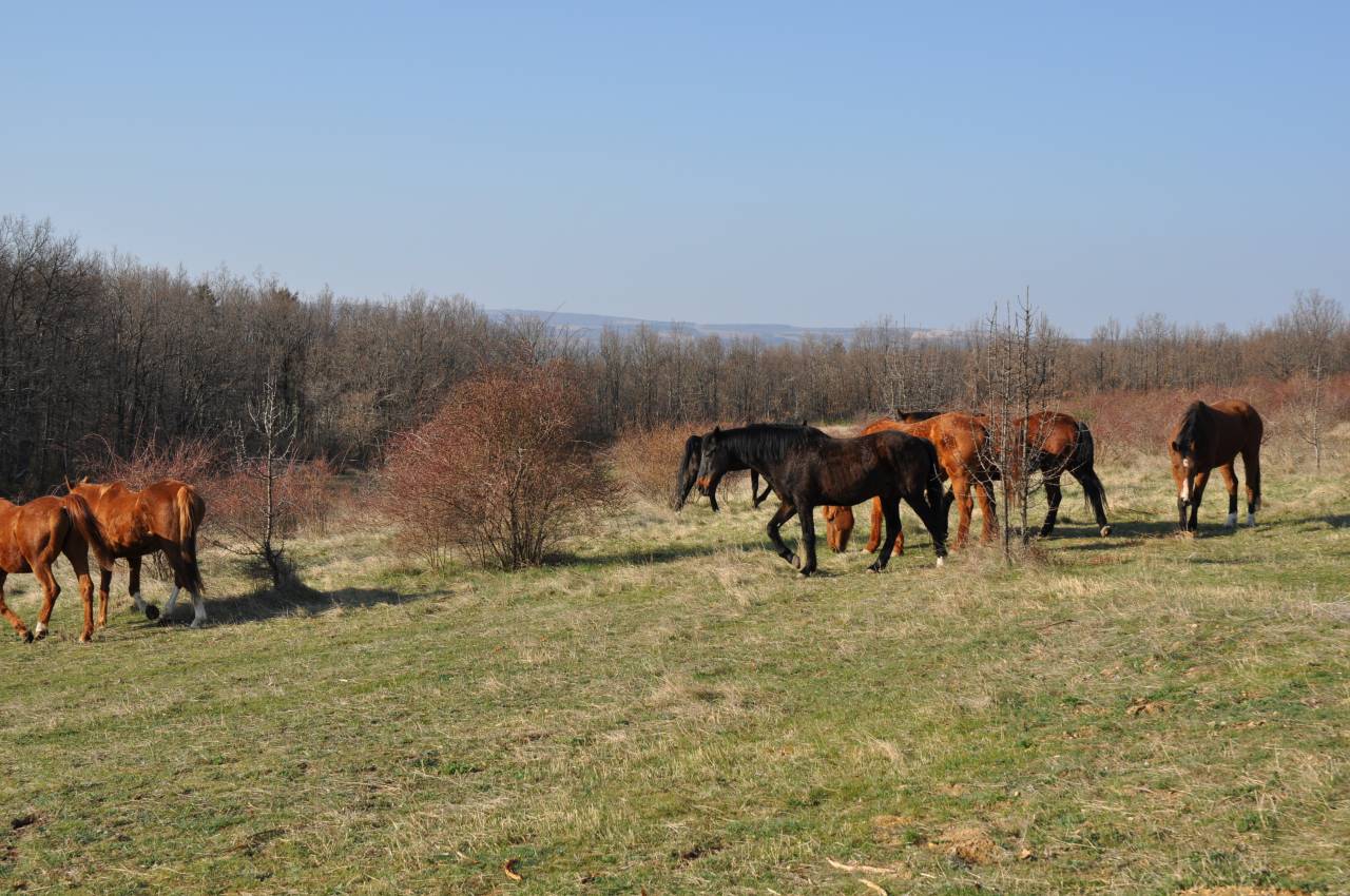 Paarden accommodatie Koop Alpes-de-Haute-Provence