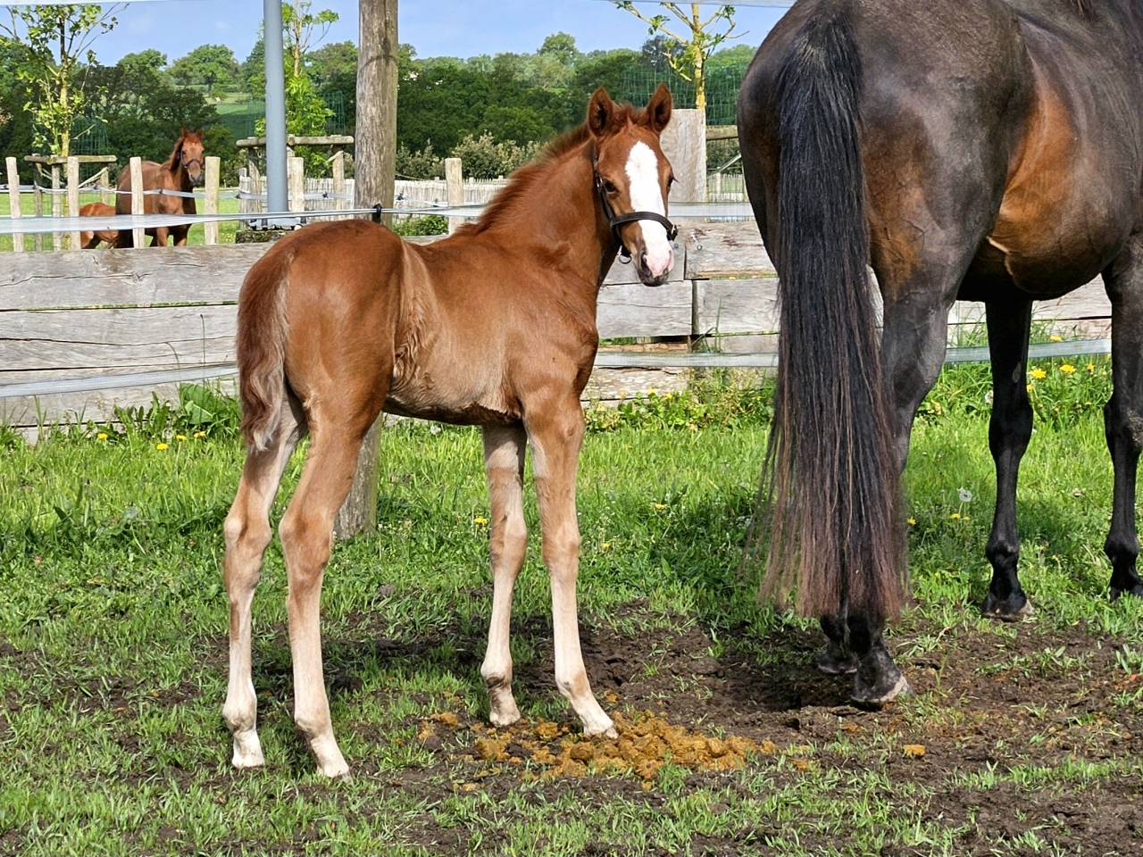 Draagmerrie Anglo-Arabier Te koop 2010 Bruin / Bai