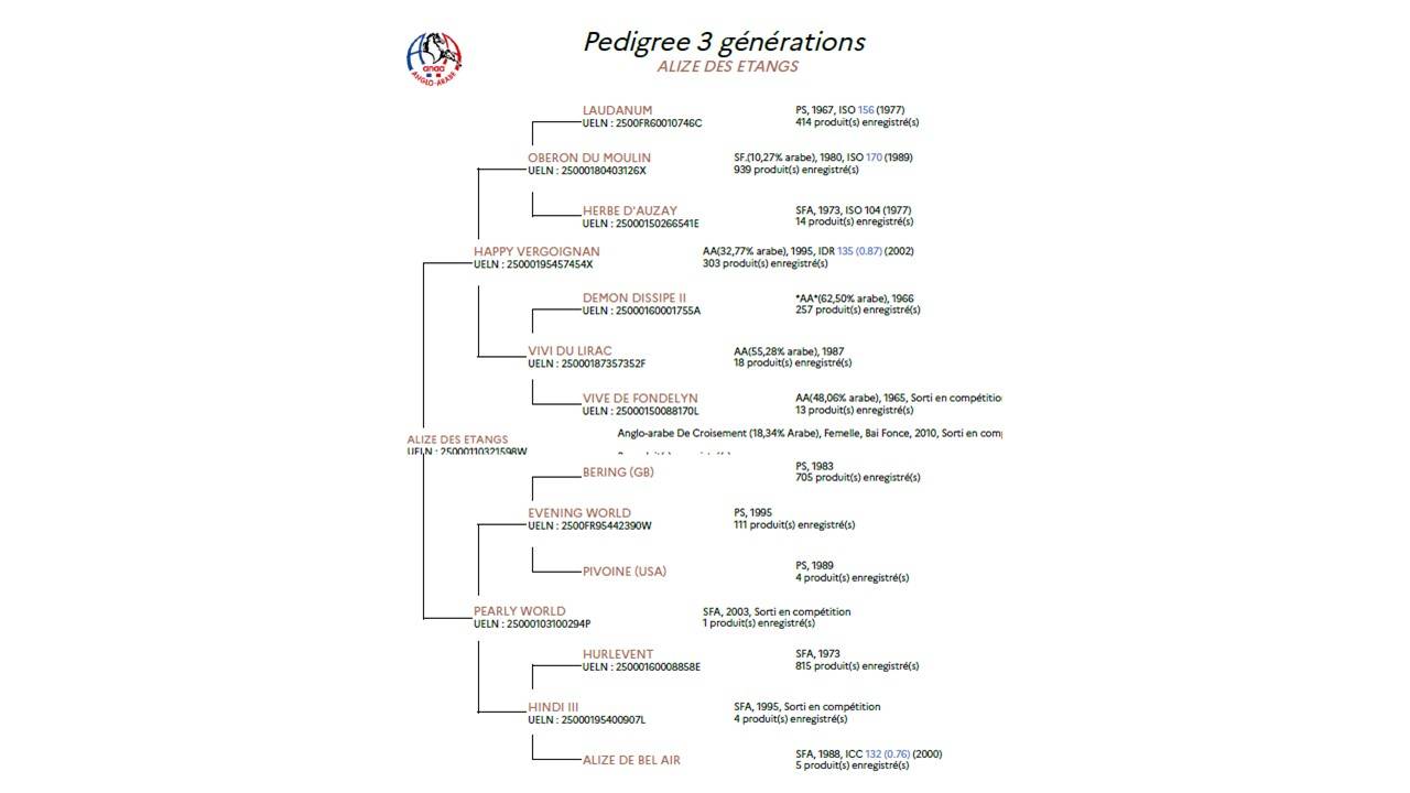 Draagmerrie Anglo-Arabier Te koop 2010 Bruin / Bai