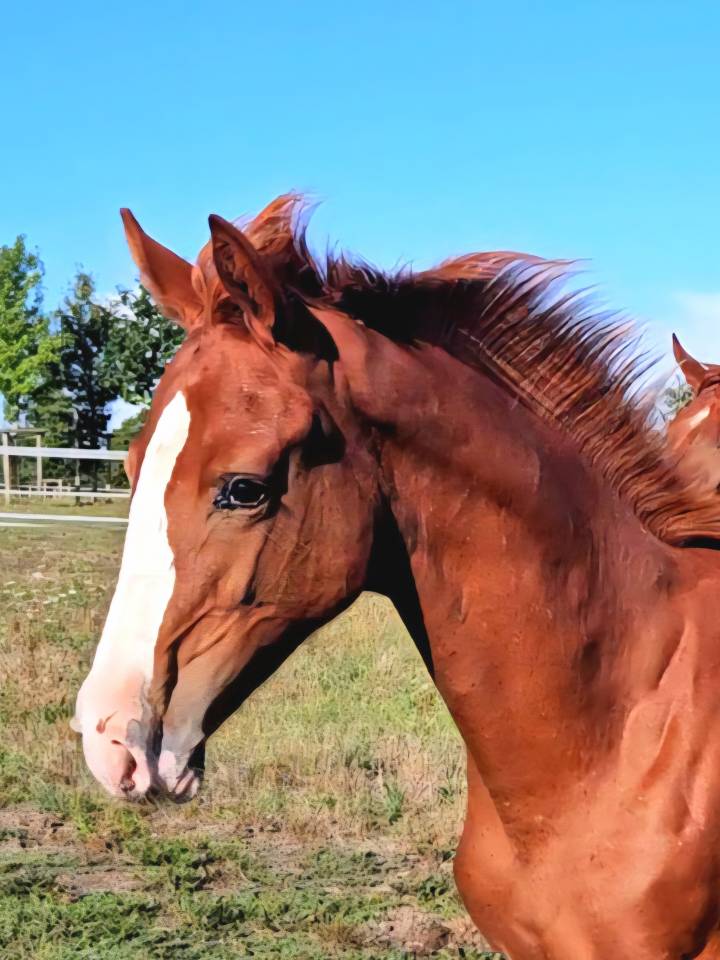 Draagmerrie Anglo-Arabier Te koop 2010 Bruin / Bai