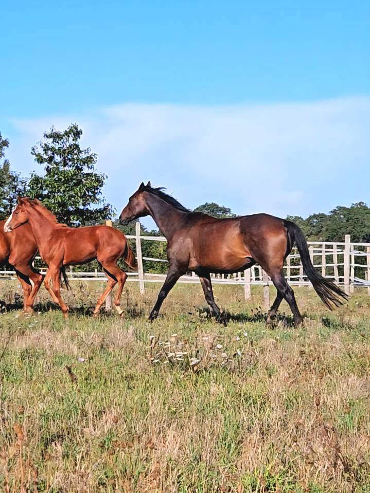 Draagmerrie Anglo-Arabier Te koop 2010 Bruin / Bai