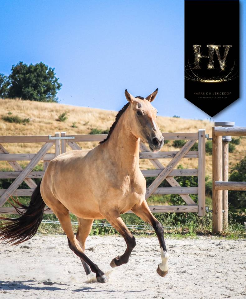 Veulen (vr) Lusitano Te koop 2023 Isabel ,  Jasmim plus