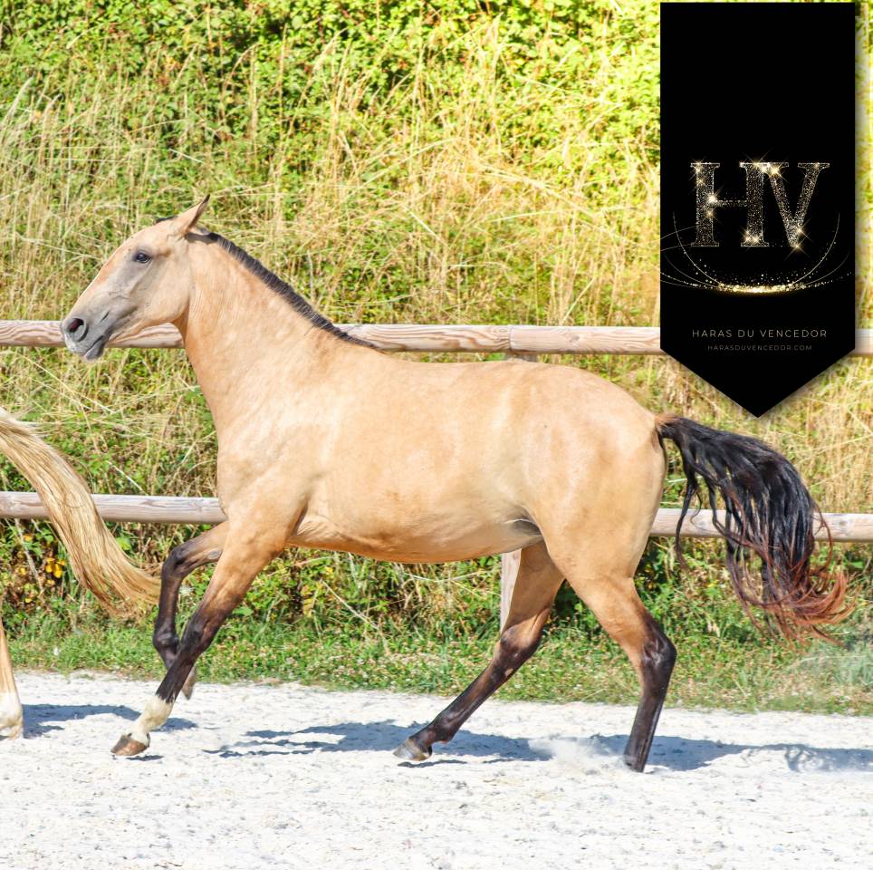 Veulen (vr) Lusitano Te koop 2023 Isabel ,  Jasmim plus