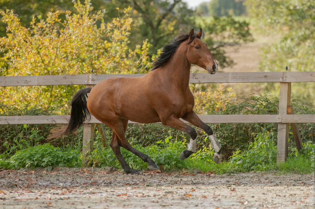 Ruin Lusitano Te koop 2019 Donker bruin / bai ,  Escorial