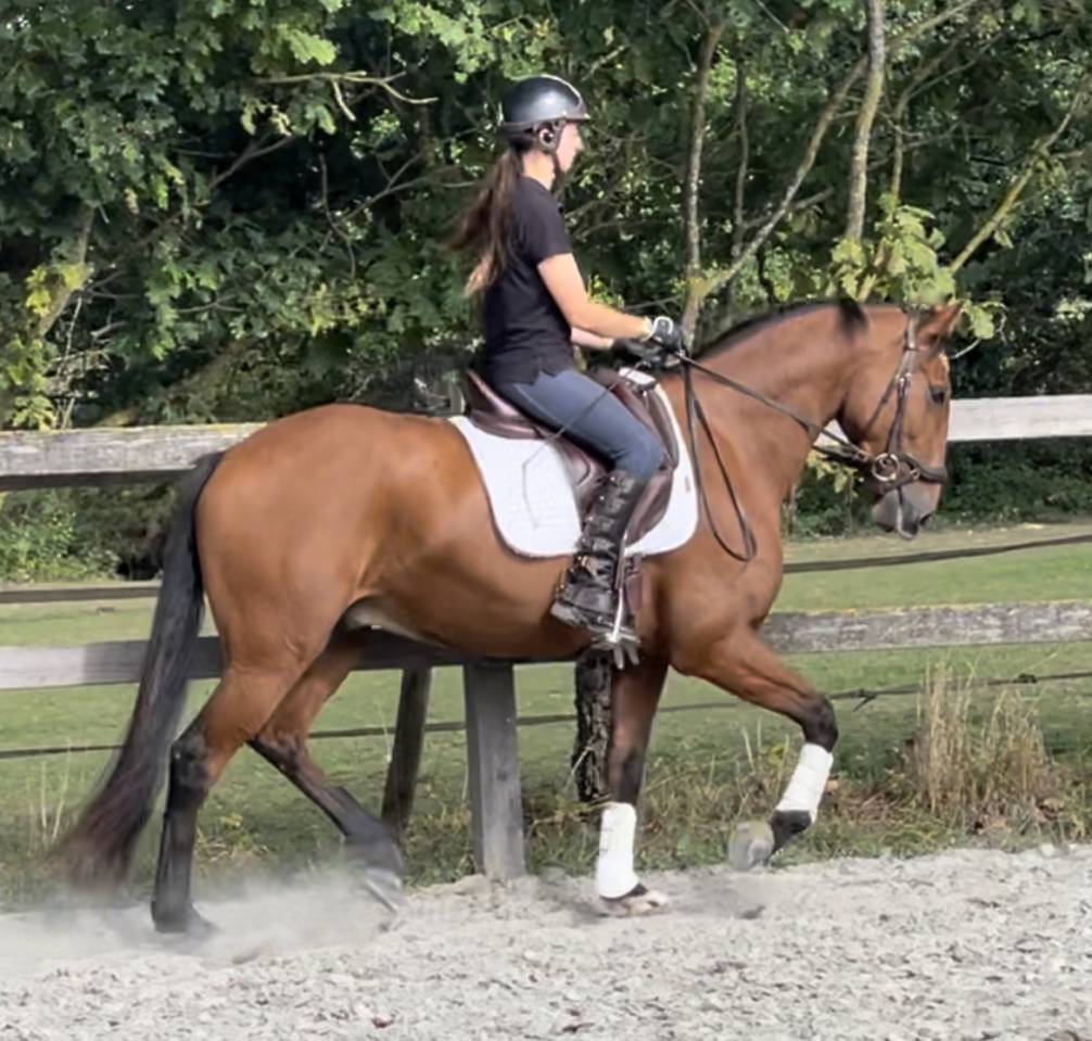 Ruin Lusitano Te koop 2019 Donker bruin / bai ,  Escorial