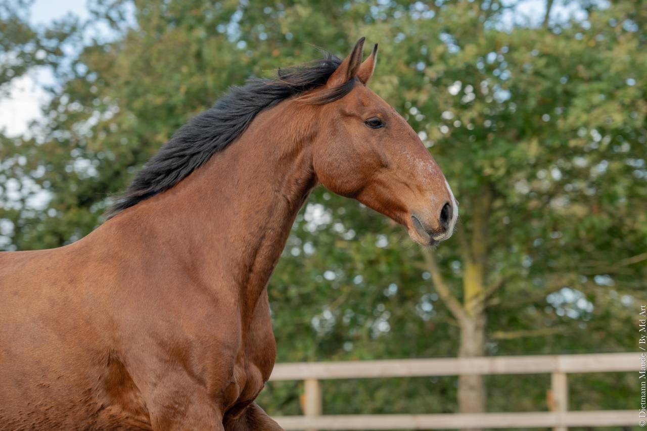 Ruin Lusitano Te koop 2019 Donker bruin / bai ,  Escorial