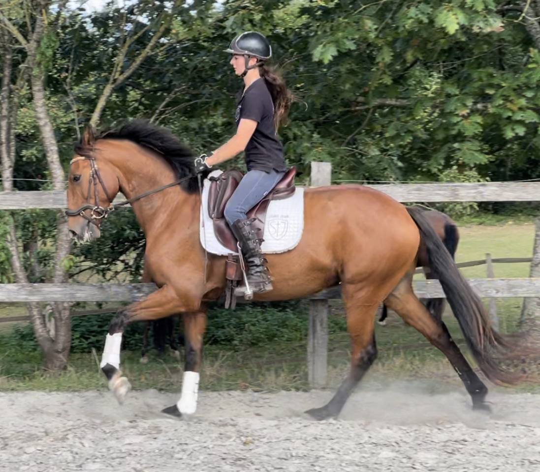 Ruin Lusitano Te koop 2019 Donker bruin / bai ,  Escorial