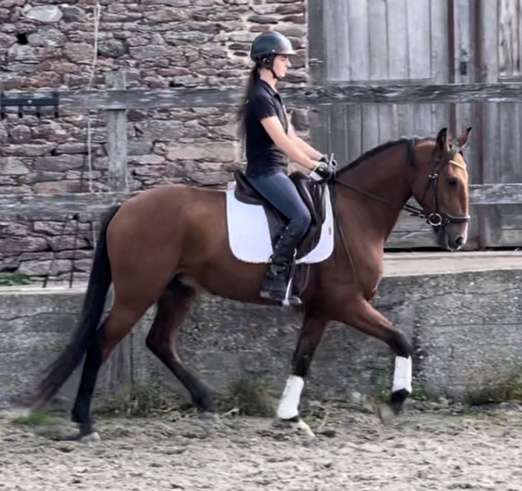 Ruin Lusitano Te koop 2019 Donker bruin / bai ,  Escorial