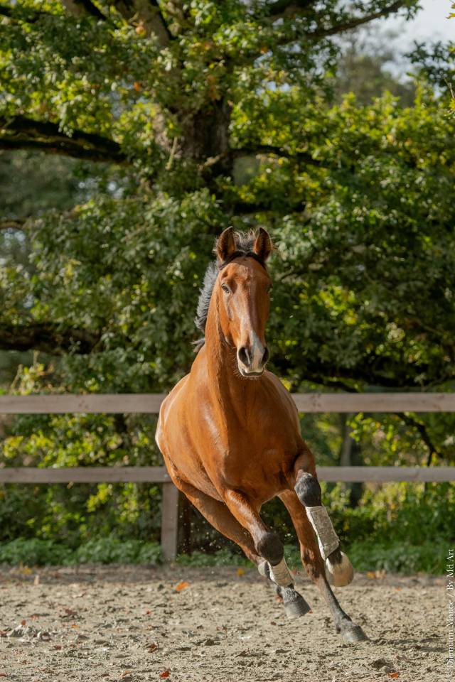 Ruin Lusitano Te koop 2019 Donker bruin / bai ,  Escorial