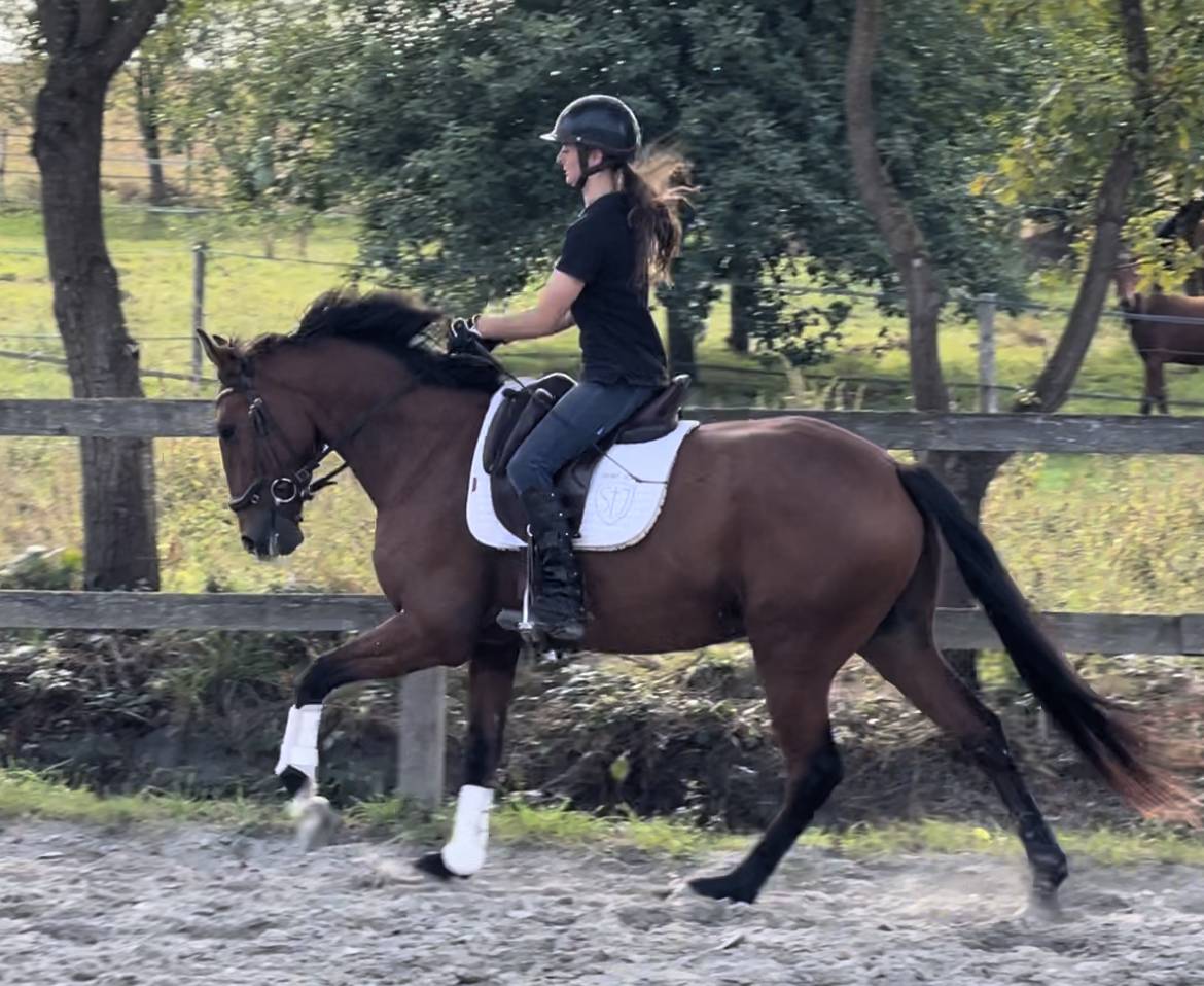 Ruin Lusitano Te koop 2019 Donker bruin / bai ,  Escorial