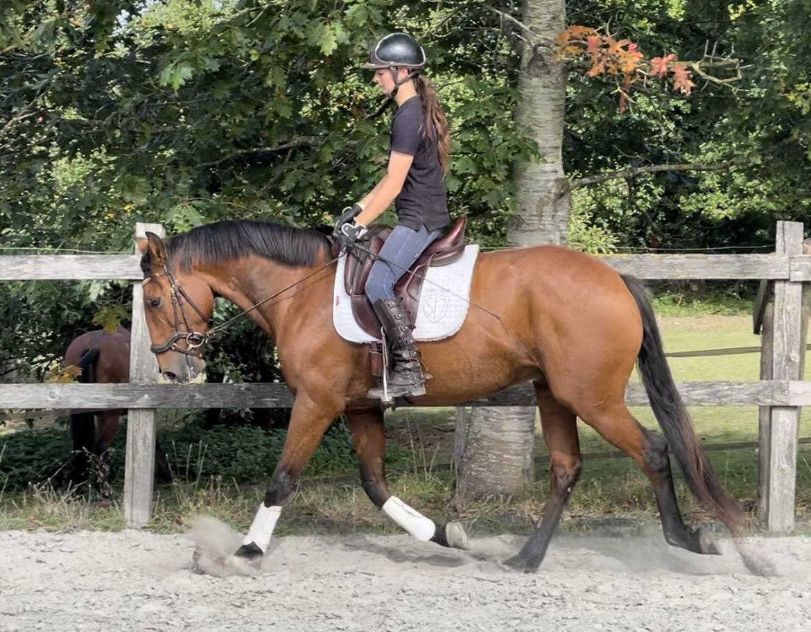 Ruin Lusitano Te koop 2019 Donker bruin / bai ,  Escorial
