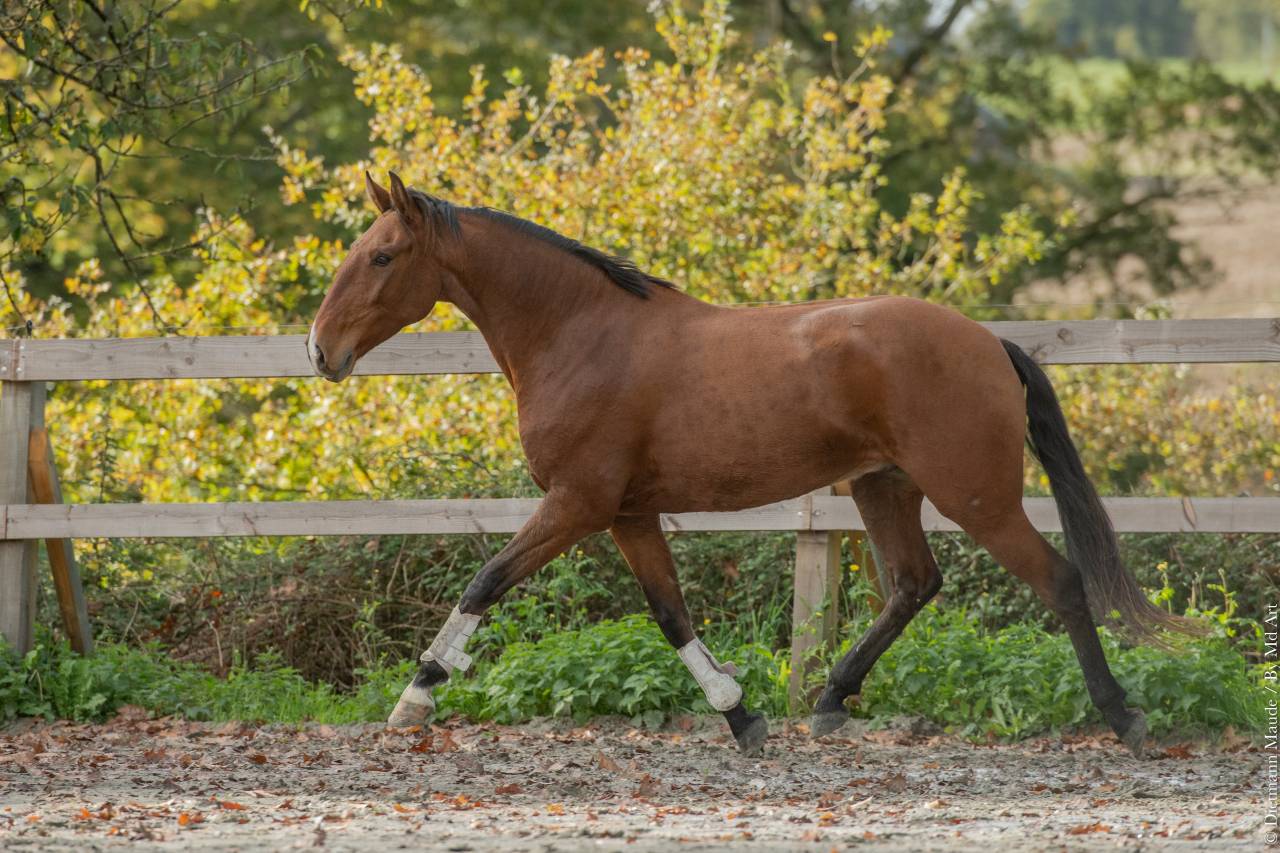 Ruin Lusitano Te koop 2019 Donker bruin / bai ,  Escorial