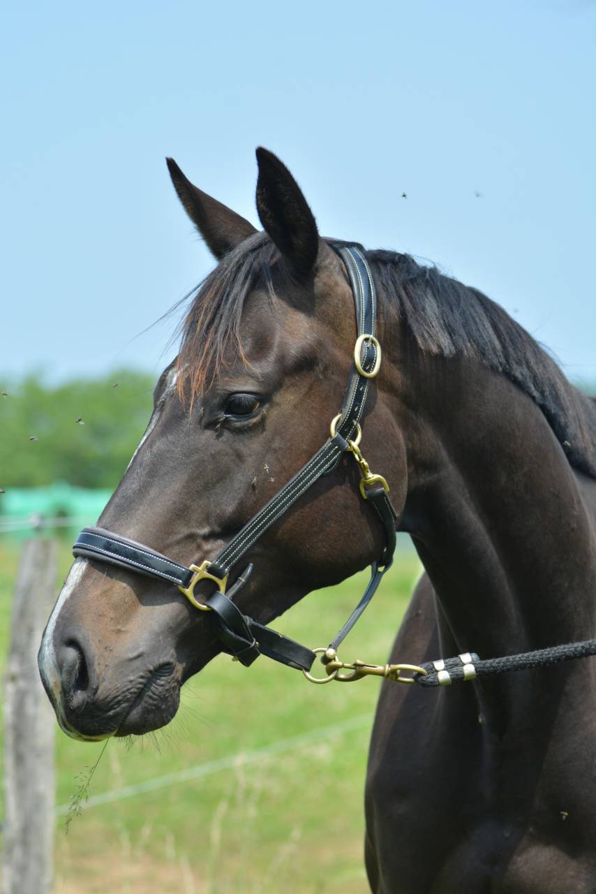 Ruin Engels volbloed Te koop 2021 Bruin / Bai
