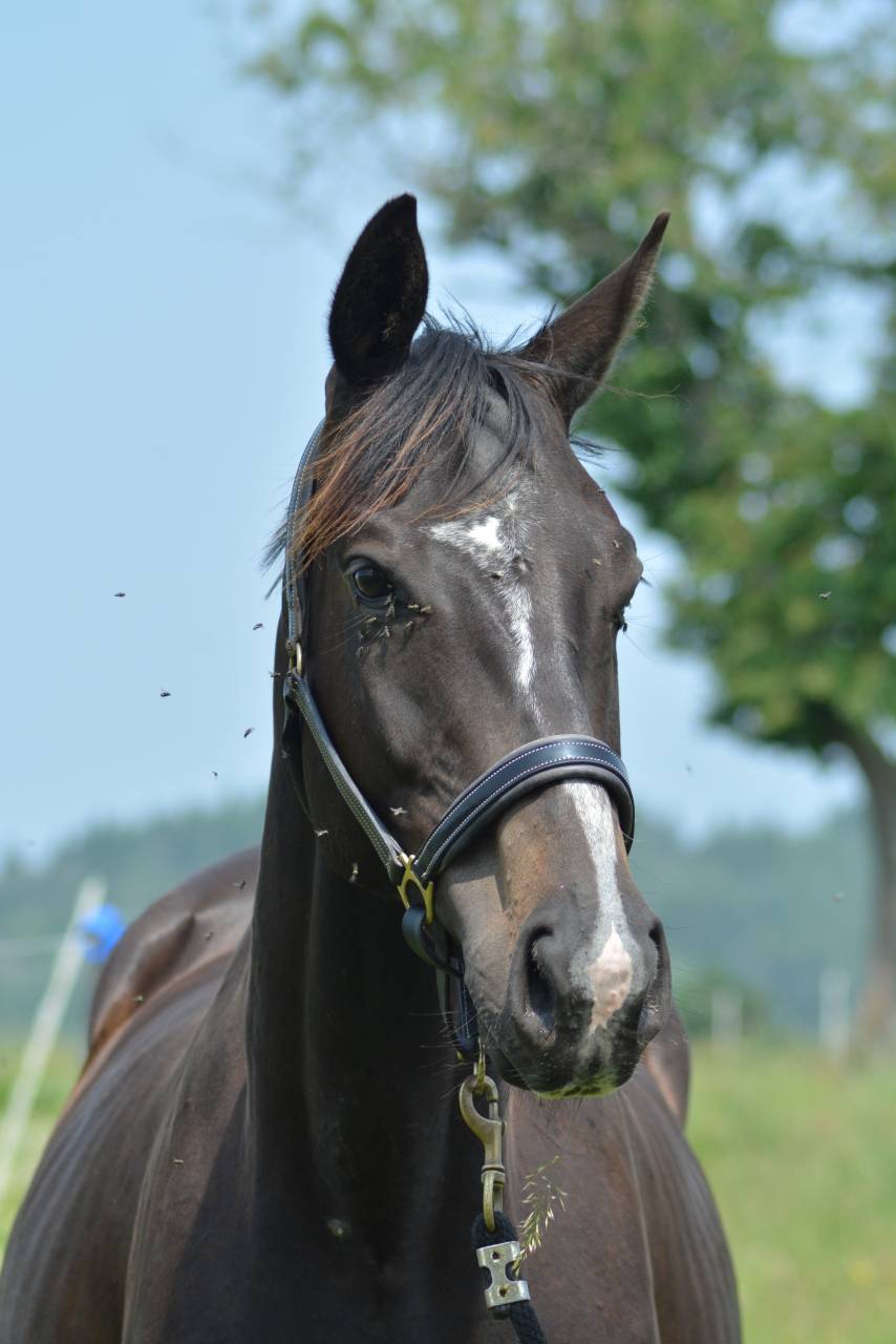 Ruin Engels volbloed Te koop 2021 Bruin / Bai