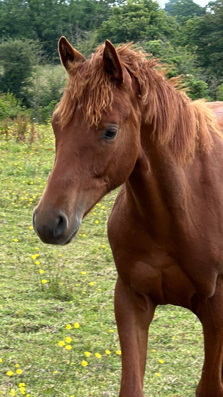 Ruin Selle Français Te koop 2023 Vos