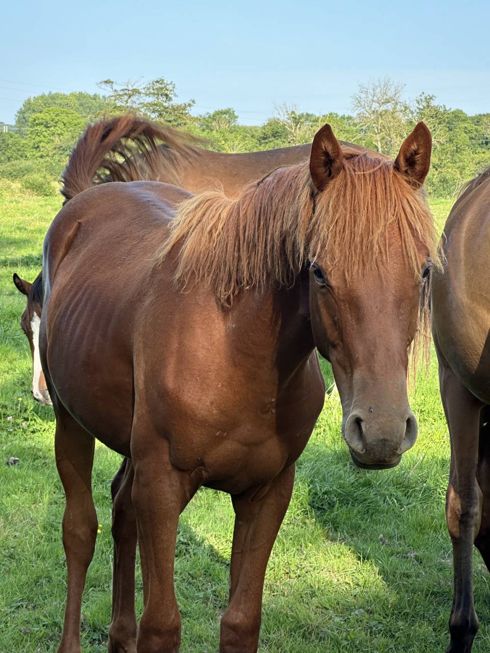 Ruin Selle Français Te koop 2023 Vos