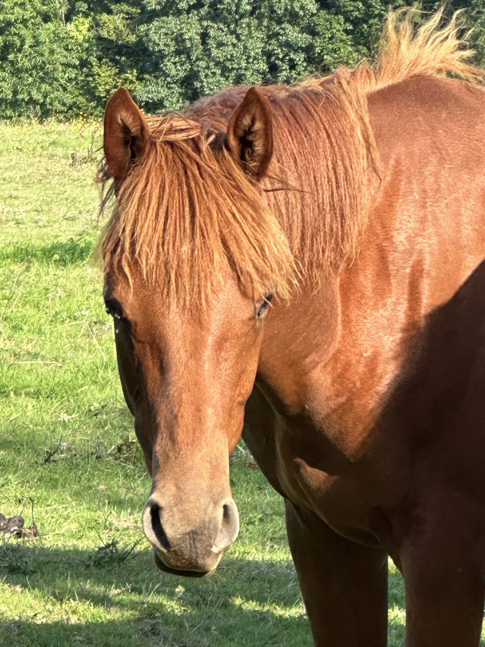 Ruin Selle Français Te koop 2023 Vos