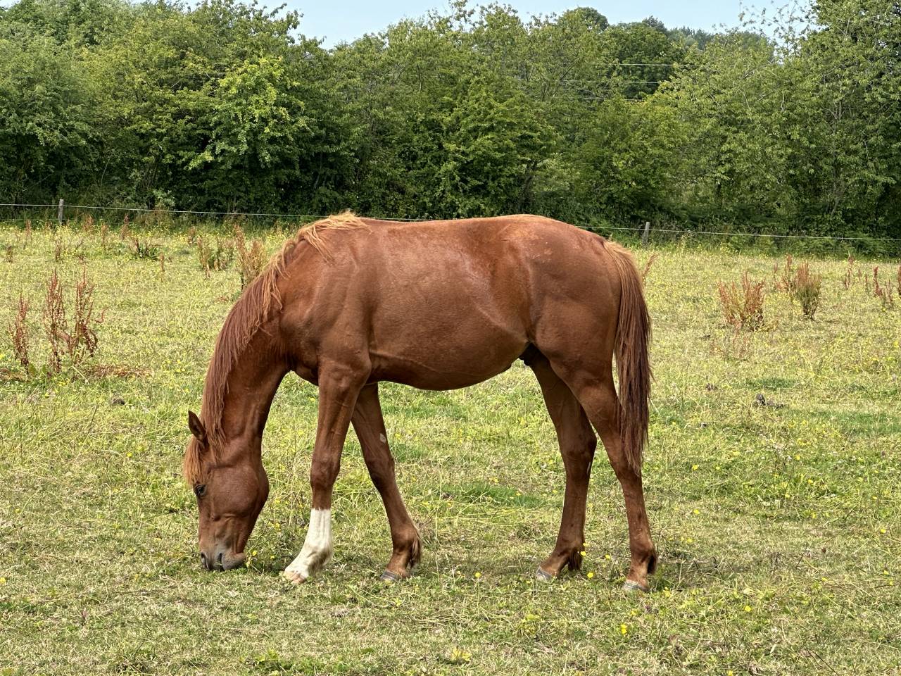 Ruin Selle Français Te koop 2023 Vos