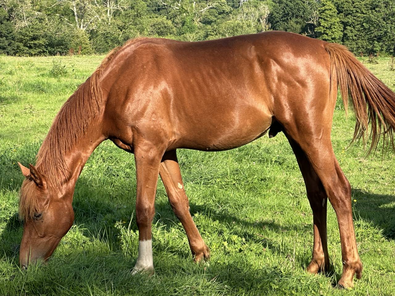 Ruin Selle Français Te koop 2023 Vos