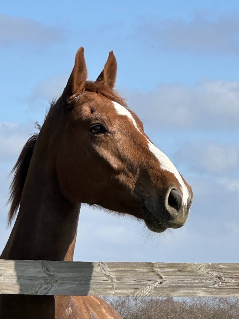 Ruin Selle Français Te koop 2018 Vos