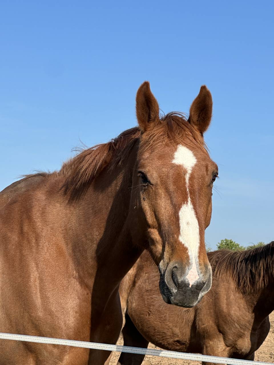 Ruin Selle Français Te koop 2018 Vos