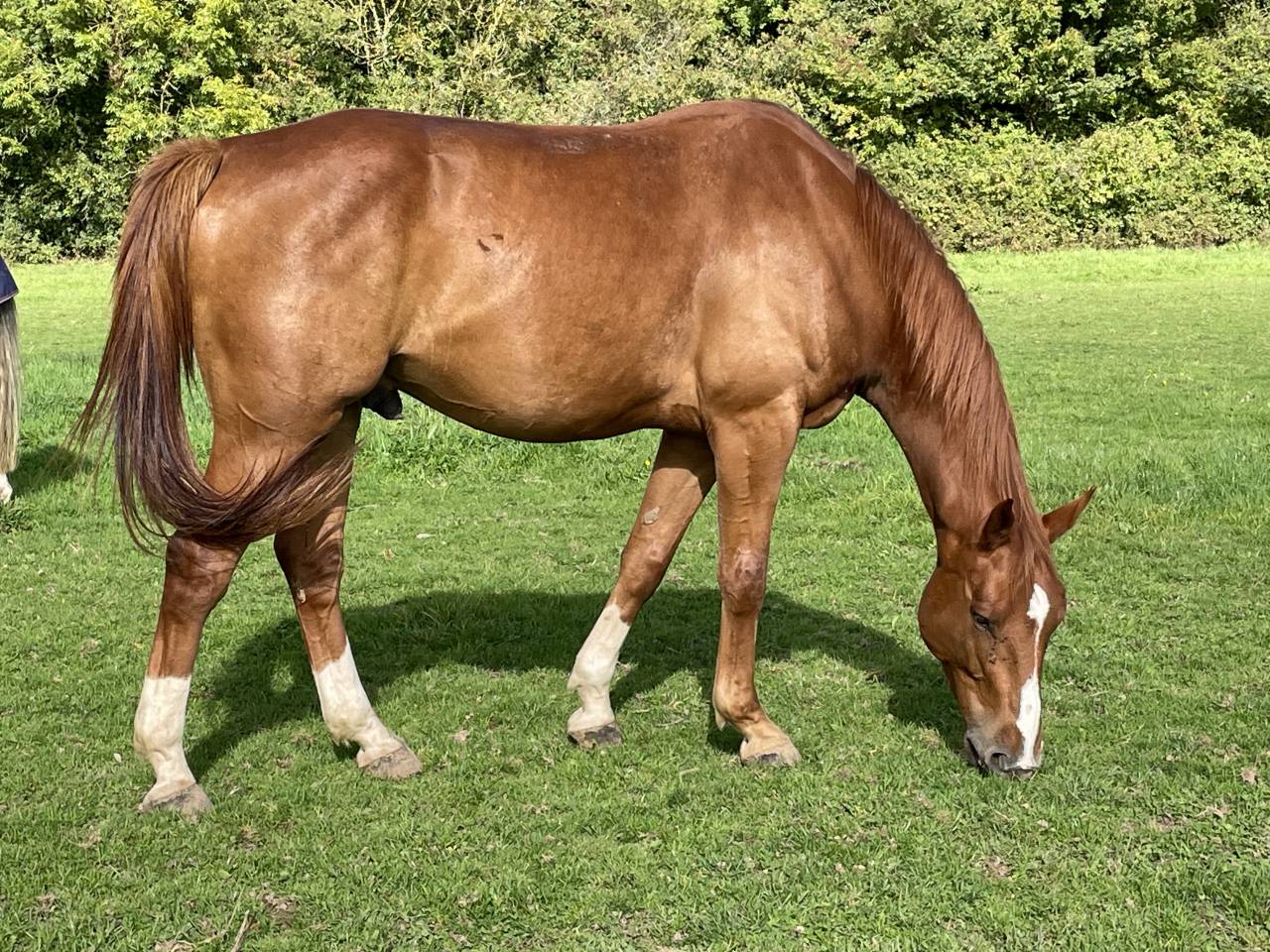 Ruin Selle Français Te koop 2018 Vos