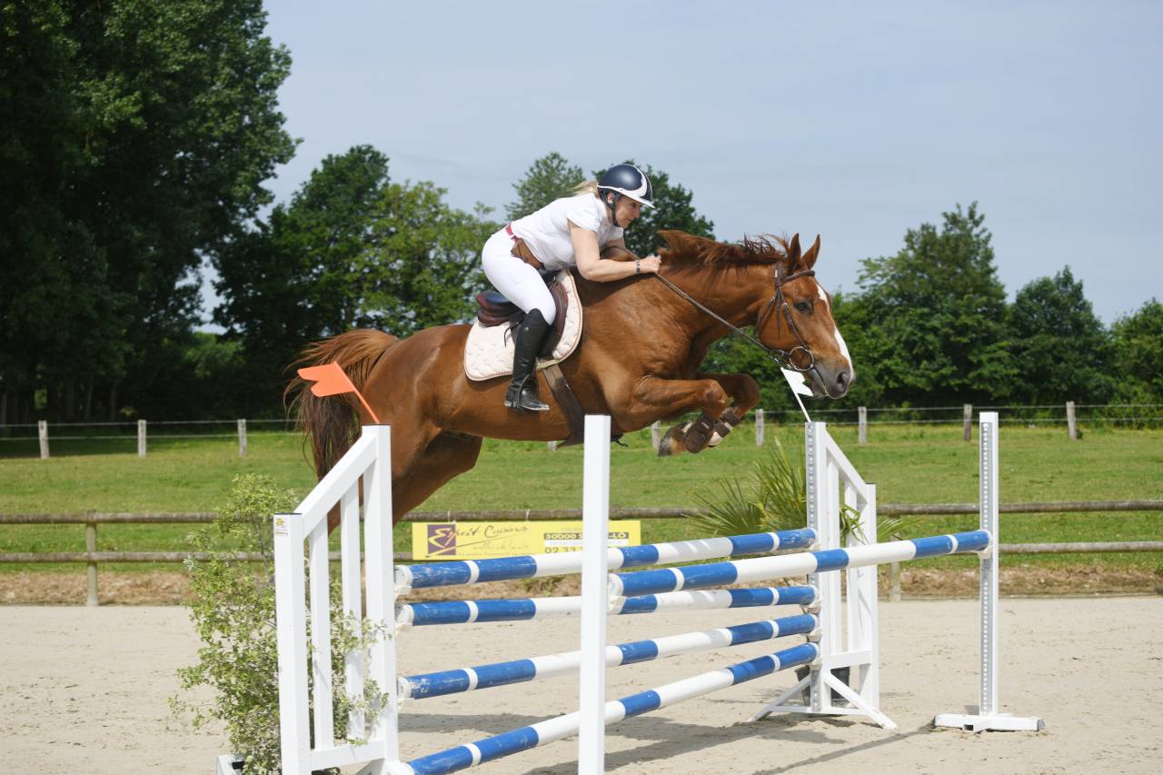 Ruin Selle Français Te koop 2018 Vos