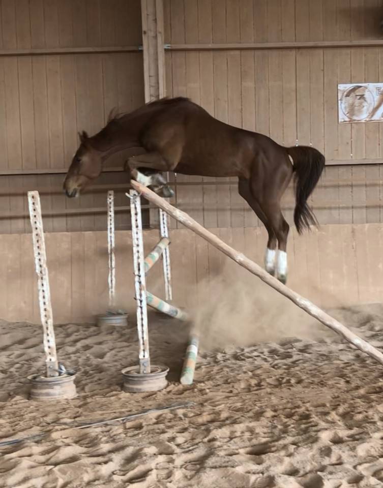 Ruin Selle Français Te koop 2018 Vos