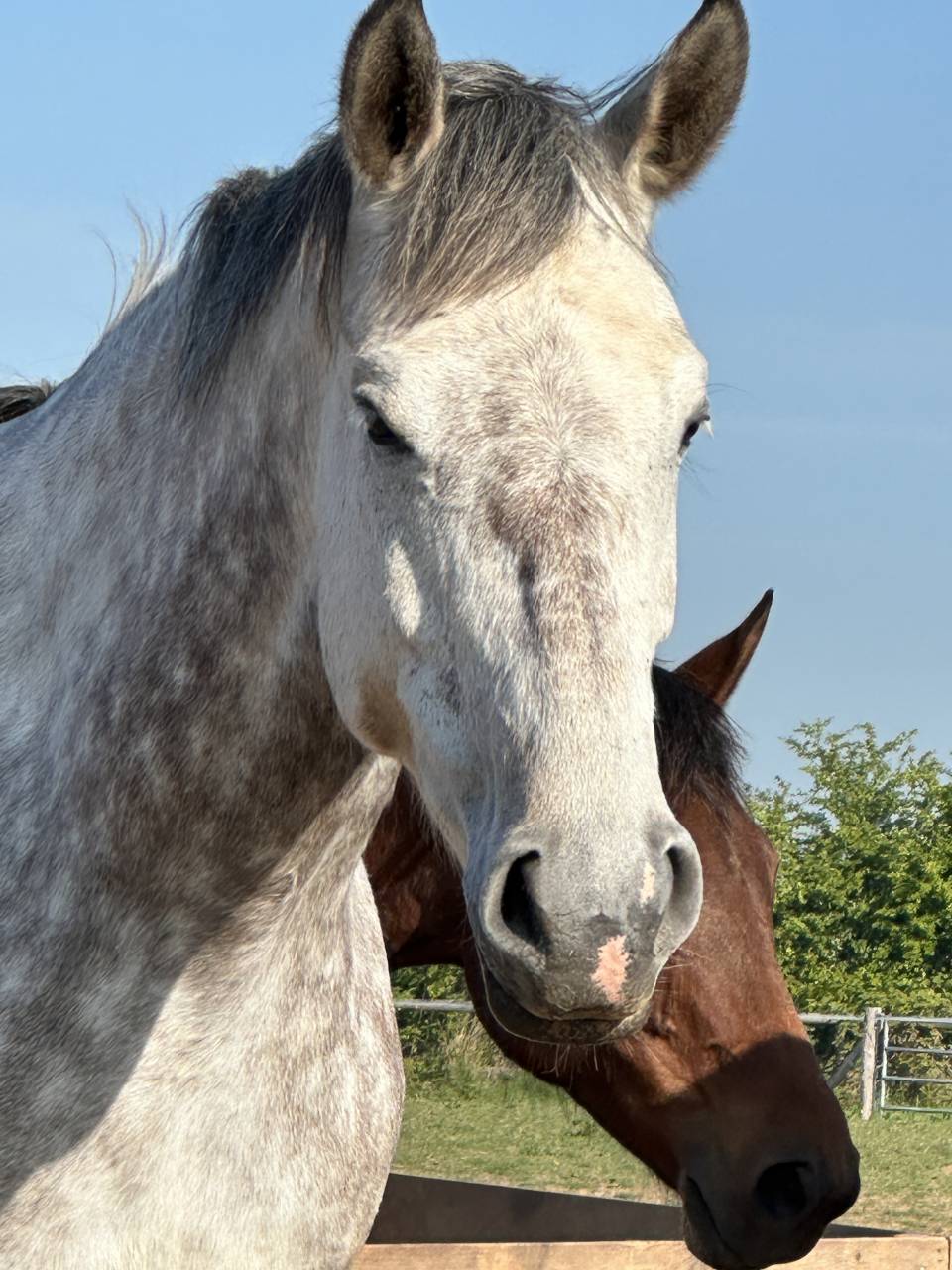 Merrie Selle Français Te koop 2019 Schimmel
