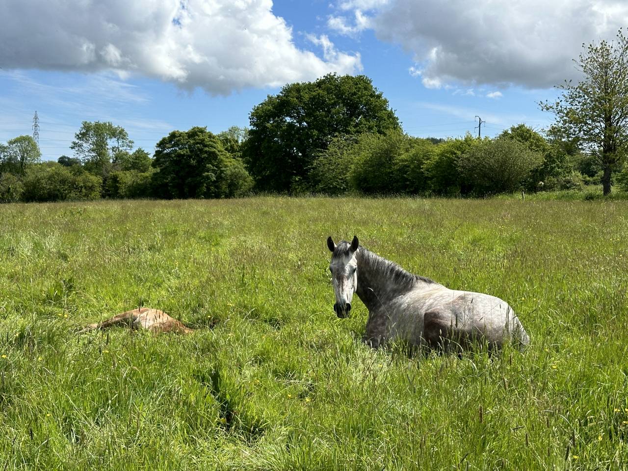 Merrie Selle Français Te koop 2019 Schimmel