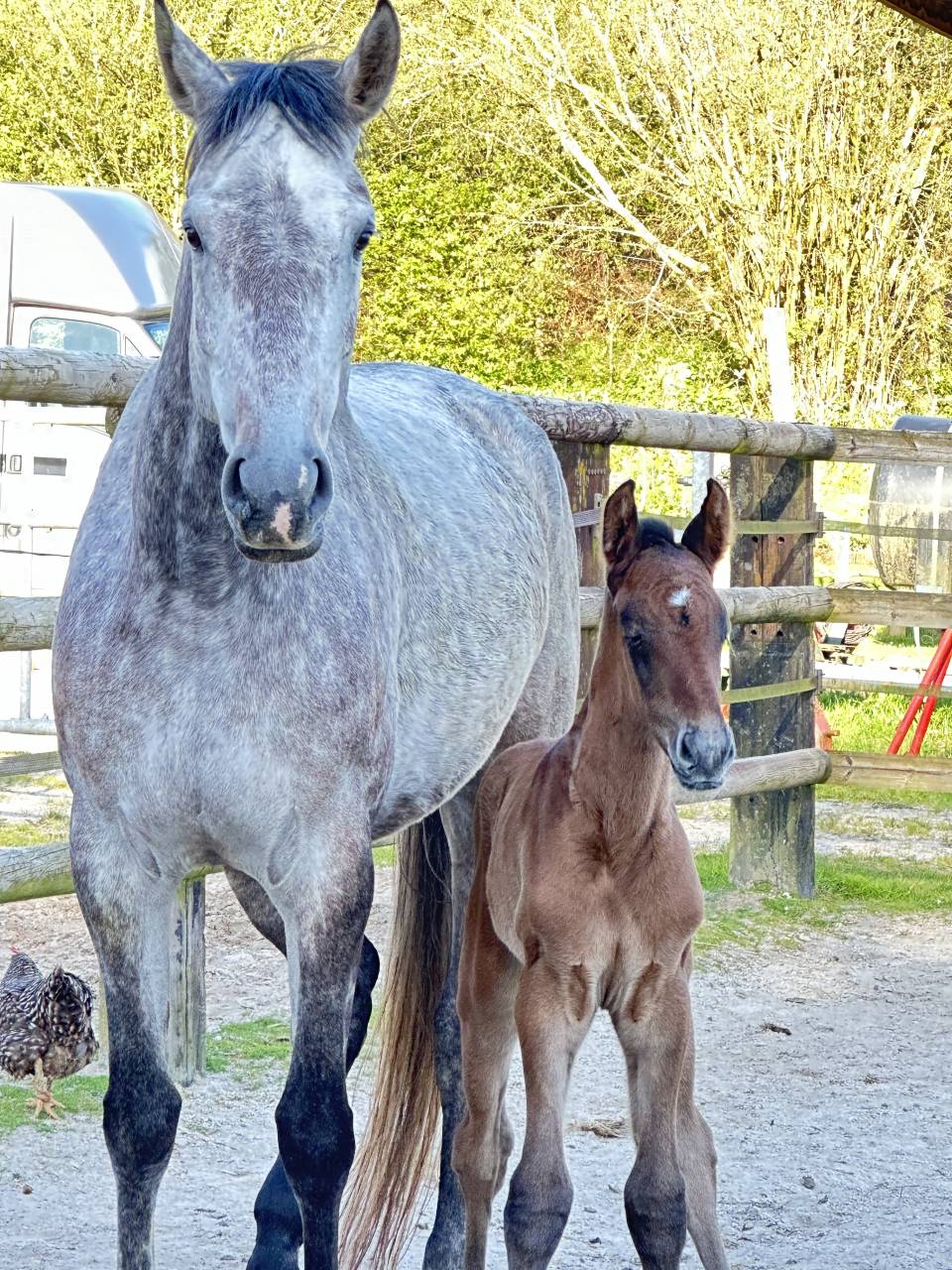 Merrie Selle Français Te koop 2019 Schimmel